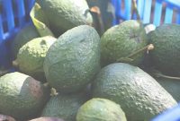 Avocado Origins The Real Story