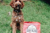 Bodhi’s Daily Dish: Crafting the Optimal Diet for Your Dog