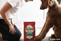 More Than a Pet: Bodhi’s Role as Our Emotional Support Animal