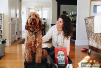 Hit the Road with Your Hound: Dog Travel Essentials