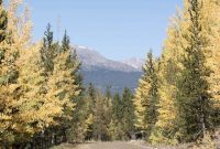 Chasing Colorado’s Fall Colors
