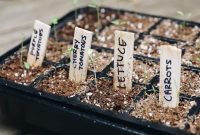 Sprouting Success: Your First Seedlings Guide