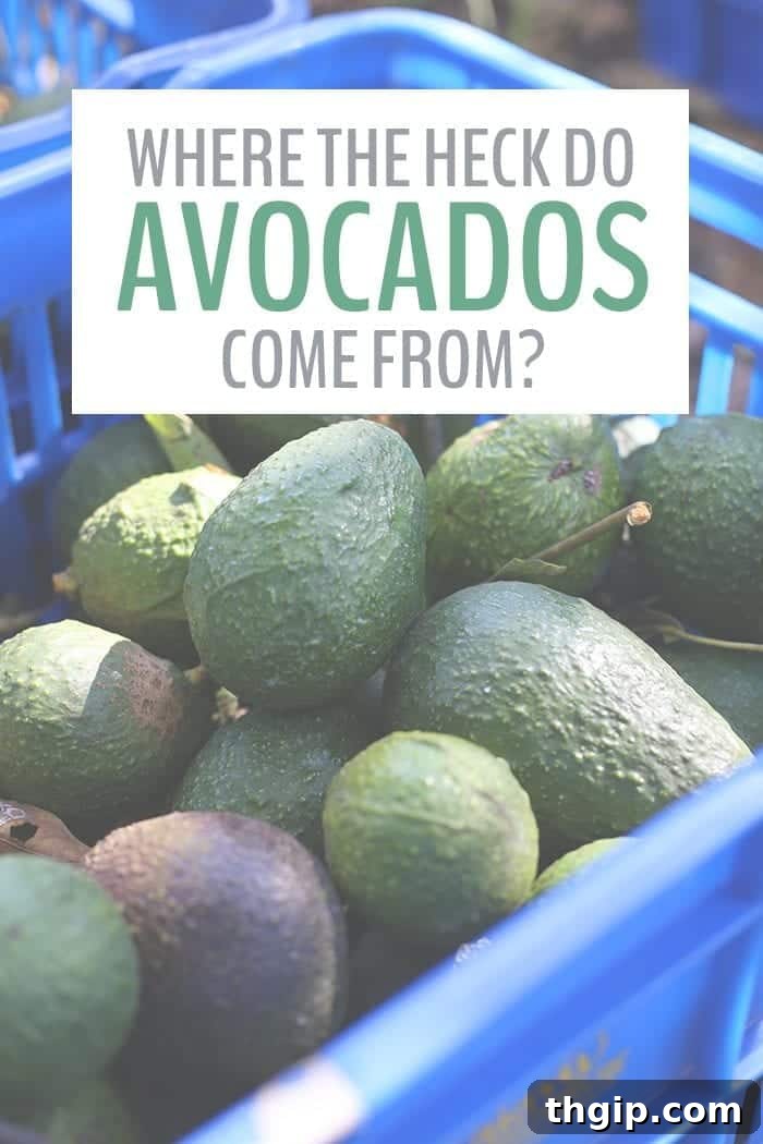 Avocado Origins The Real Story 2 Where do avocados come from? A trip to Uruapan, Mexico - the avocado capital of the world!