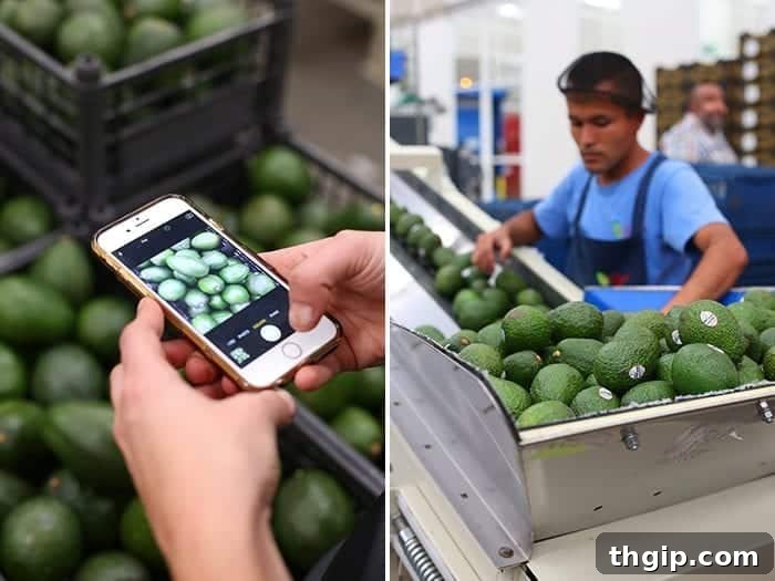 Avocado Origins The Real Story 19 Where do avocados come from? A trip to Uruapan, Mexico - the avocado capital of the world!
