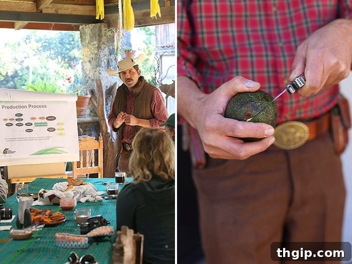 Avocado Origins The Real Story 3 Where do avocados come from? A trip to Uruapan, Mexico - the avocado capital of the world!