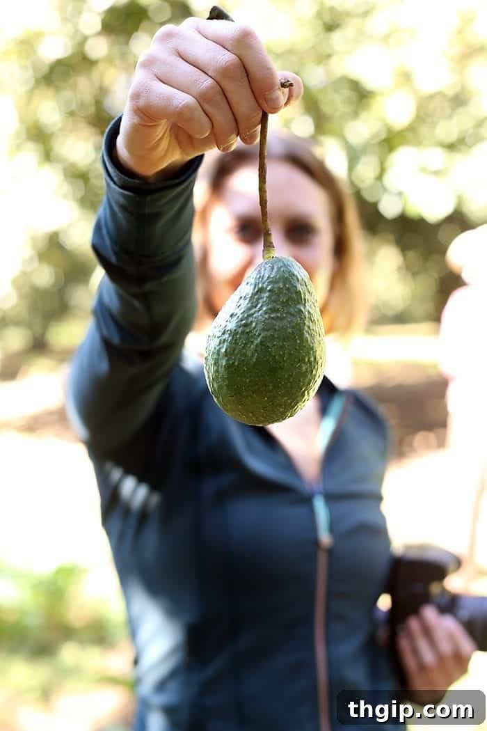Avocado Origins The Real Story 4 Where do avocados come from? A trip to Uruapan, Mexico - the avocado capital of the world!