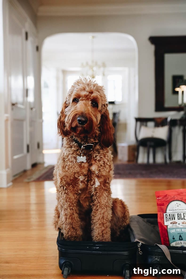 Hit the Road with Your Hound: Dog Travel Essentials 4 Driving with Dogs: Tips for Comfortable Car Travel and Road Trip Adventures